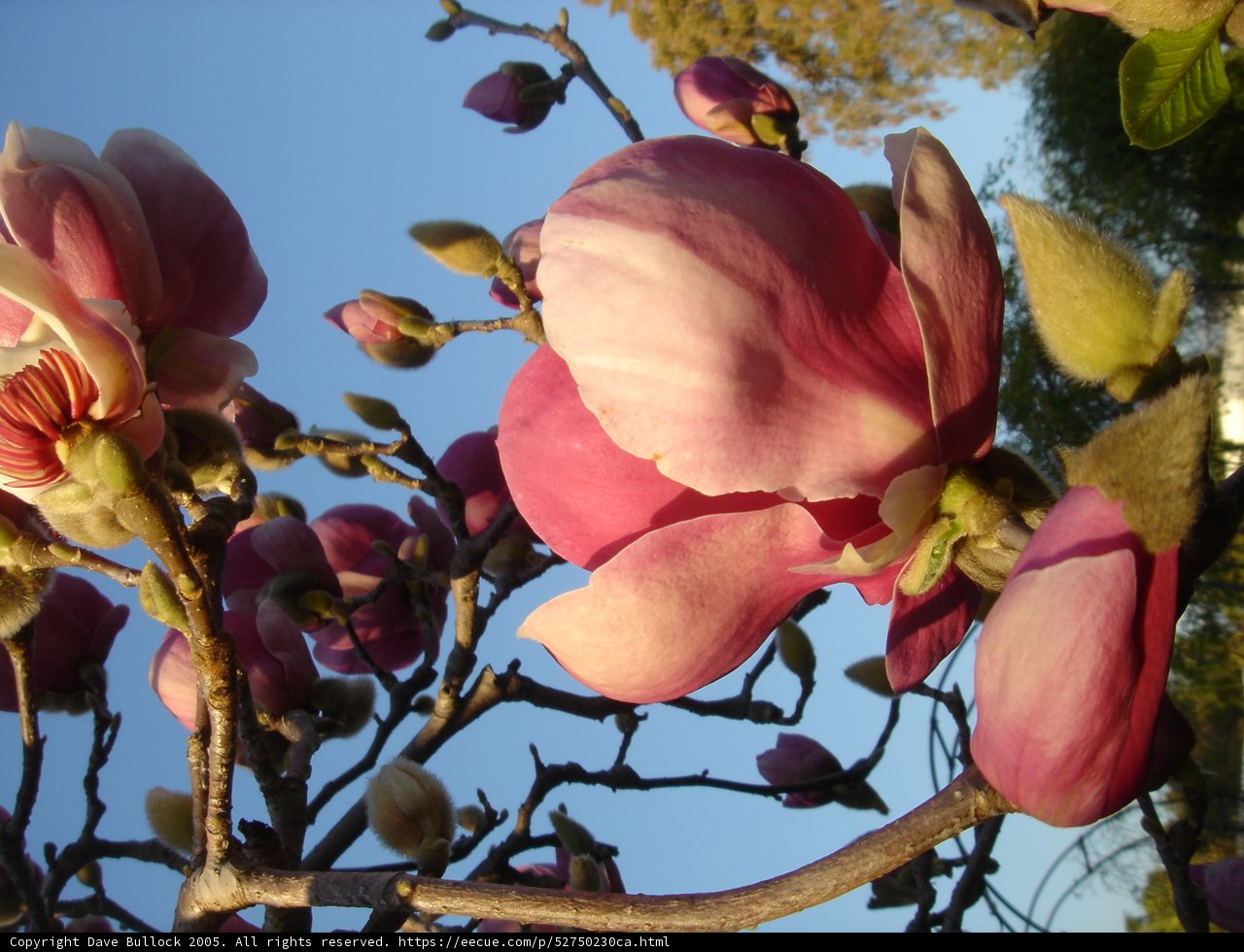 Pink Flower on Tree