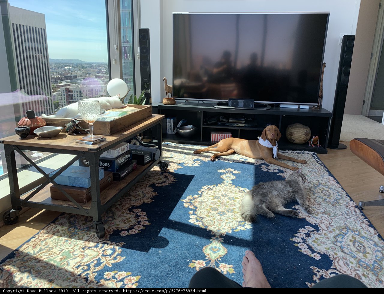 Furry Companions and Entertainment