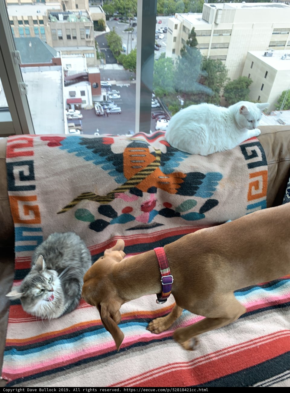 Furry Friends on the Couch