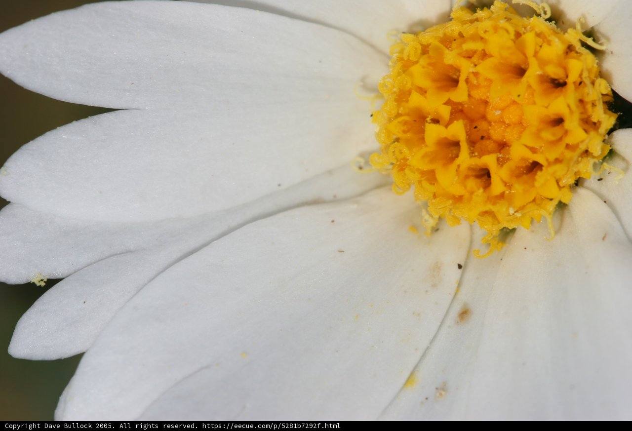 Blooming Daisy in Full Glory