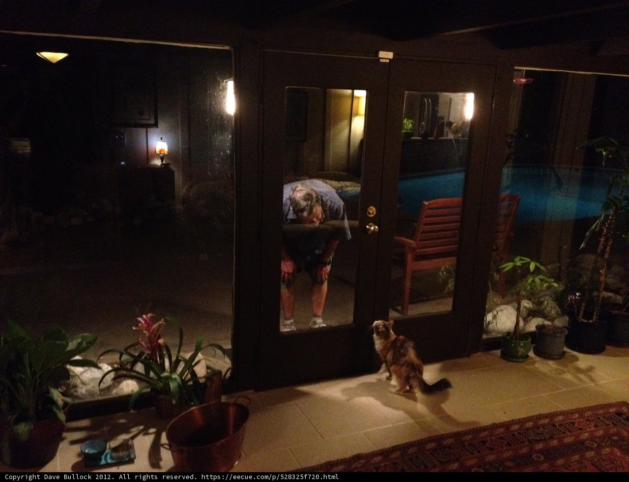 A Man and His Feline Friend
