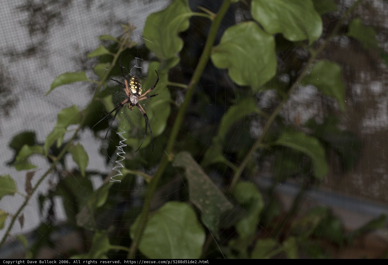 Garden Spider on Plant Leaves