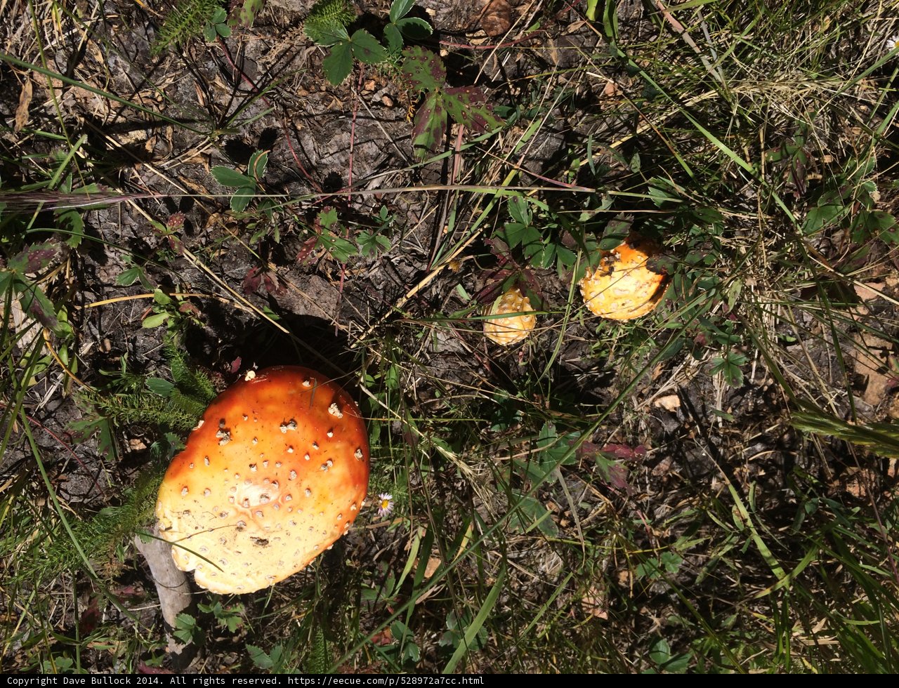Red-Spotted Amanita Mushroom in Santa Fe