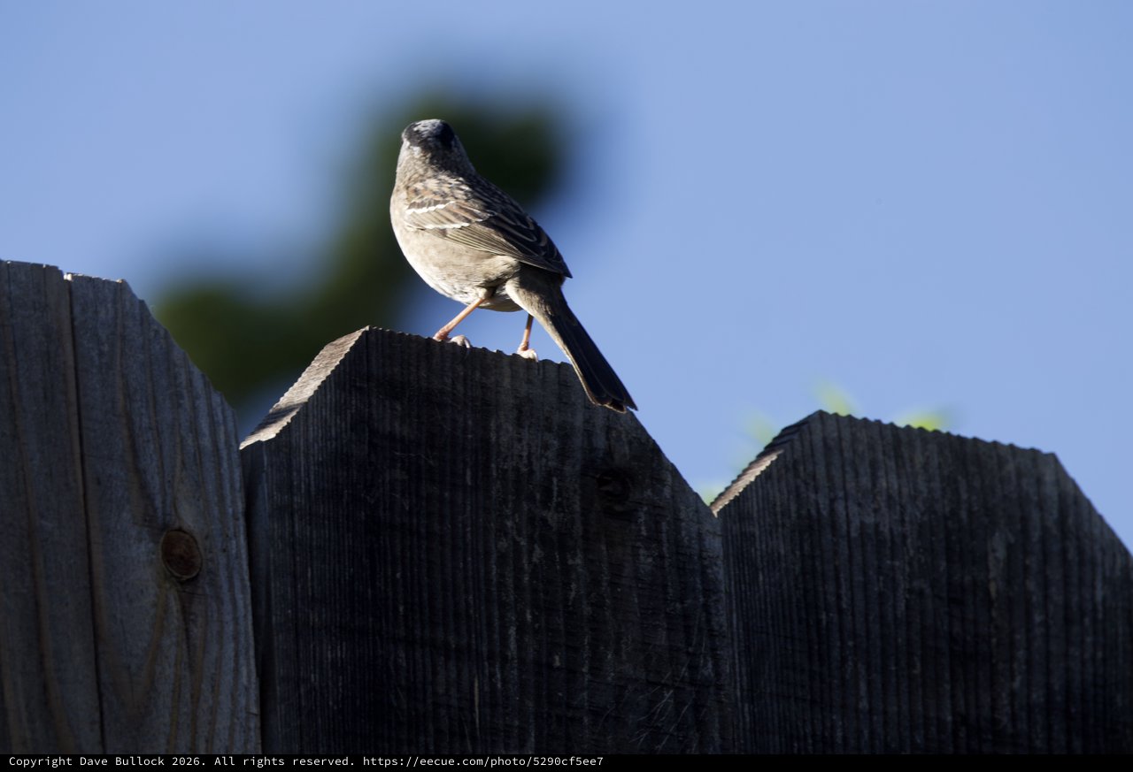 Dark-Eyed Junco Perched on Weathered Fence at Dusk