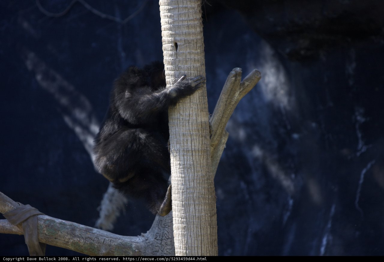 Monkey Business
