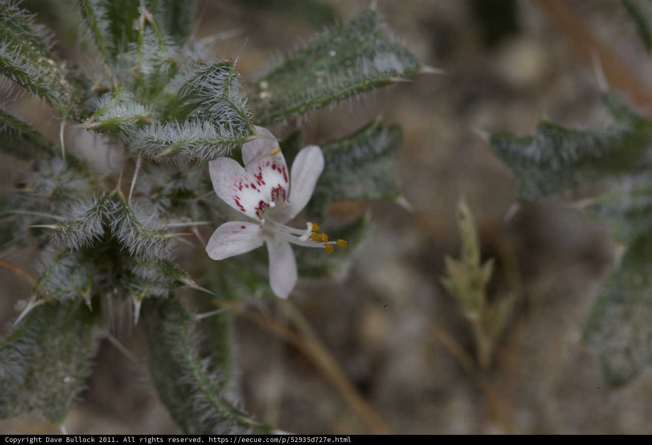 Delicate Geranium Flower