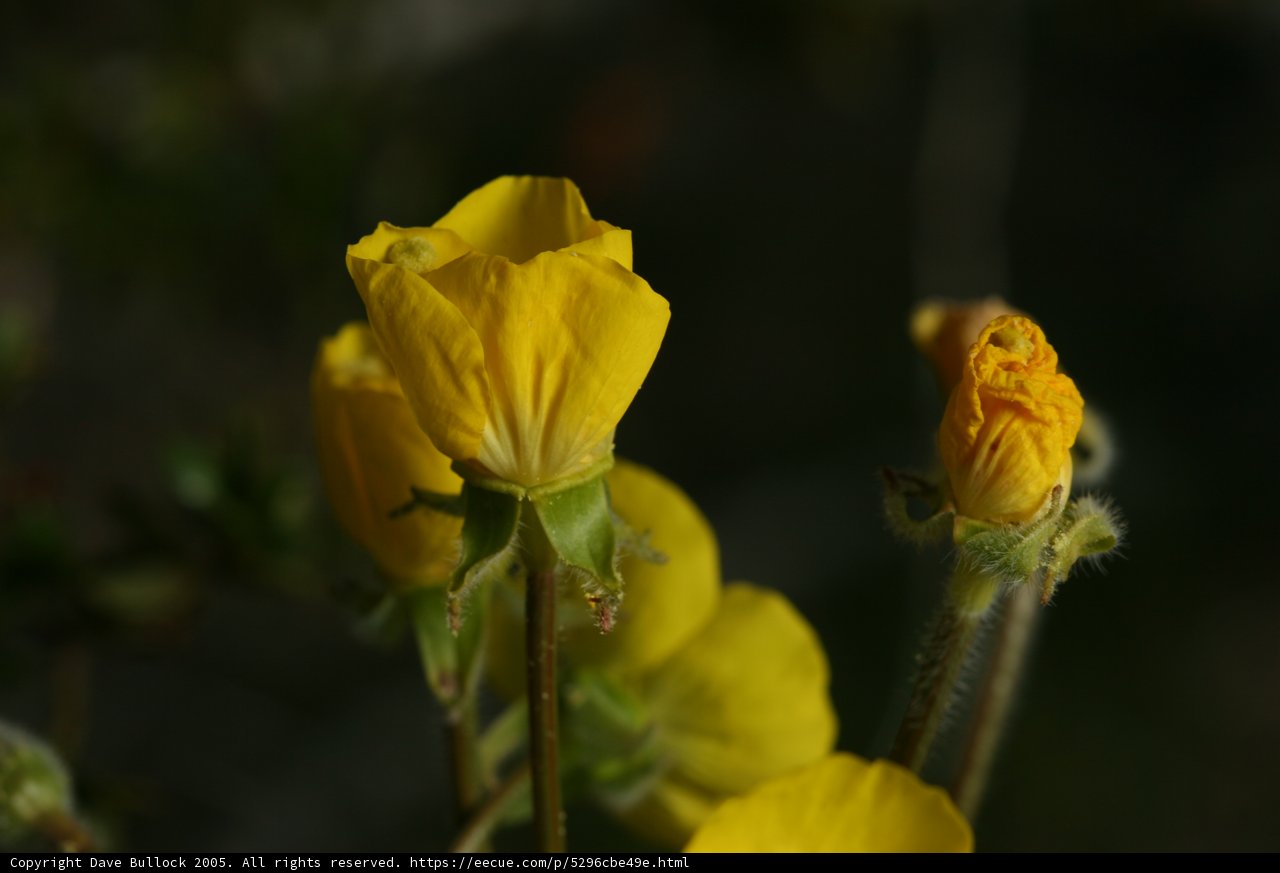 Sunny Yellow Blooms