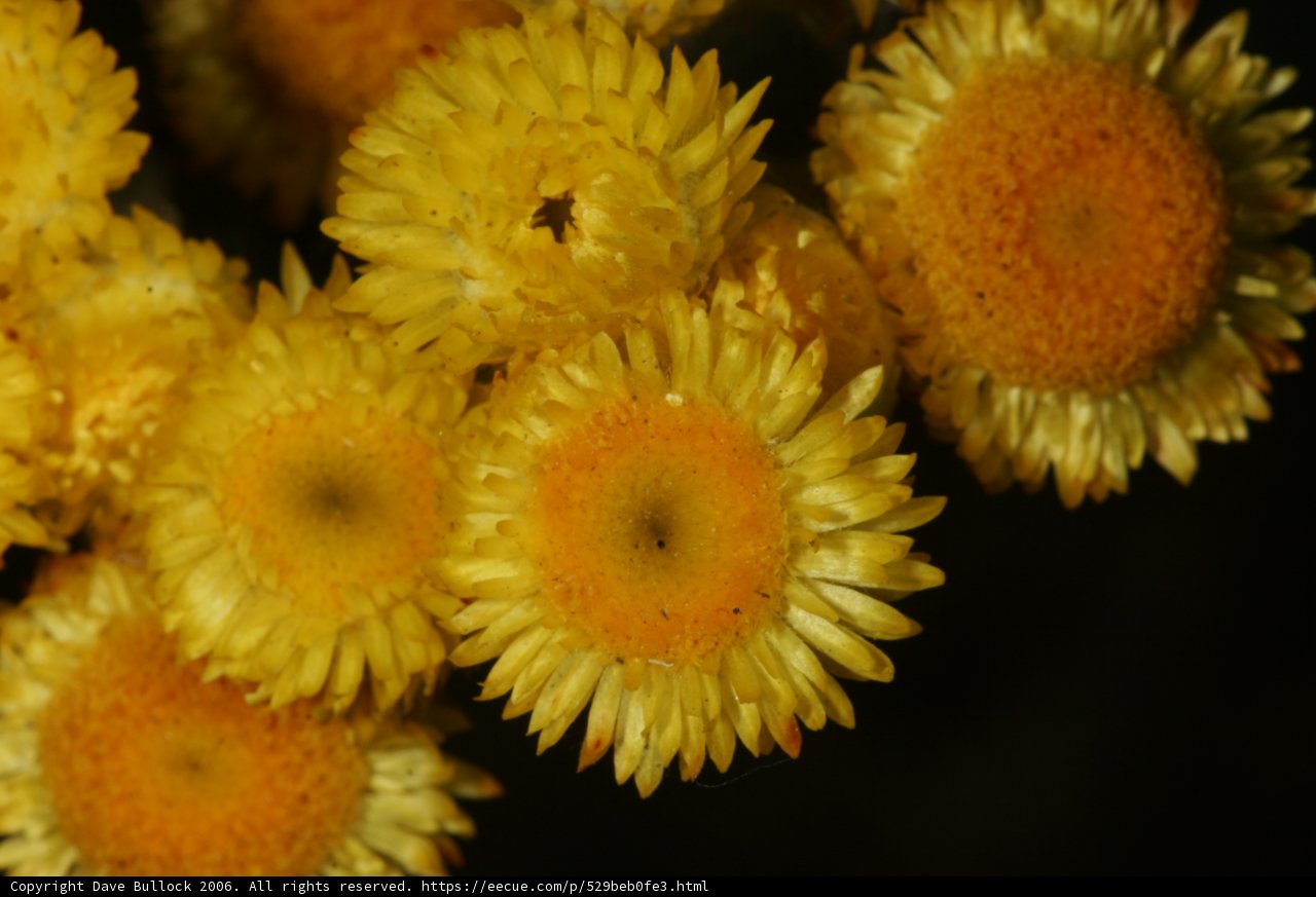 A Burst of Sunshine