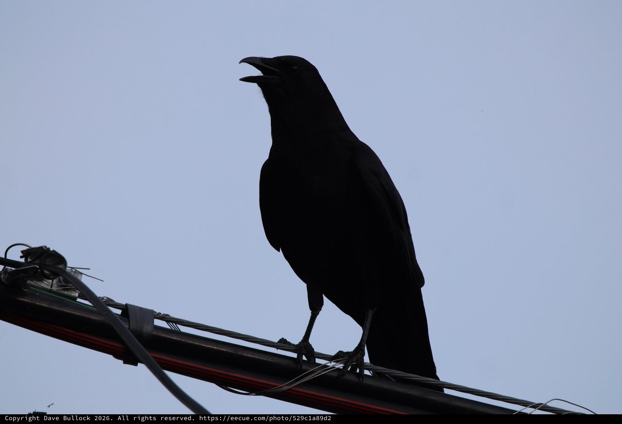 Silhouetted Bird Calling from Power Lines at Dusk