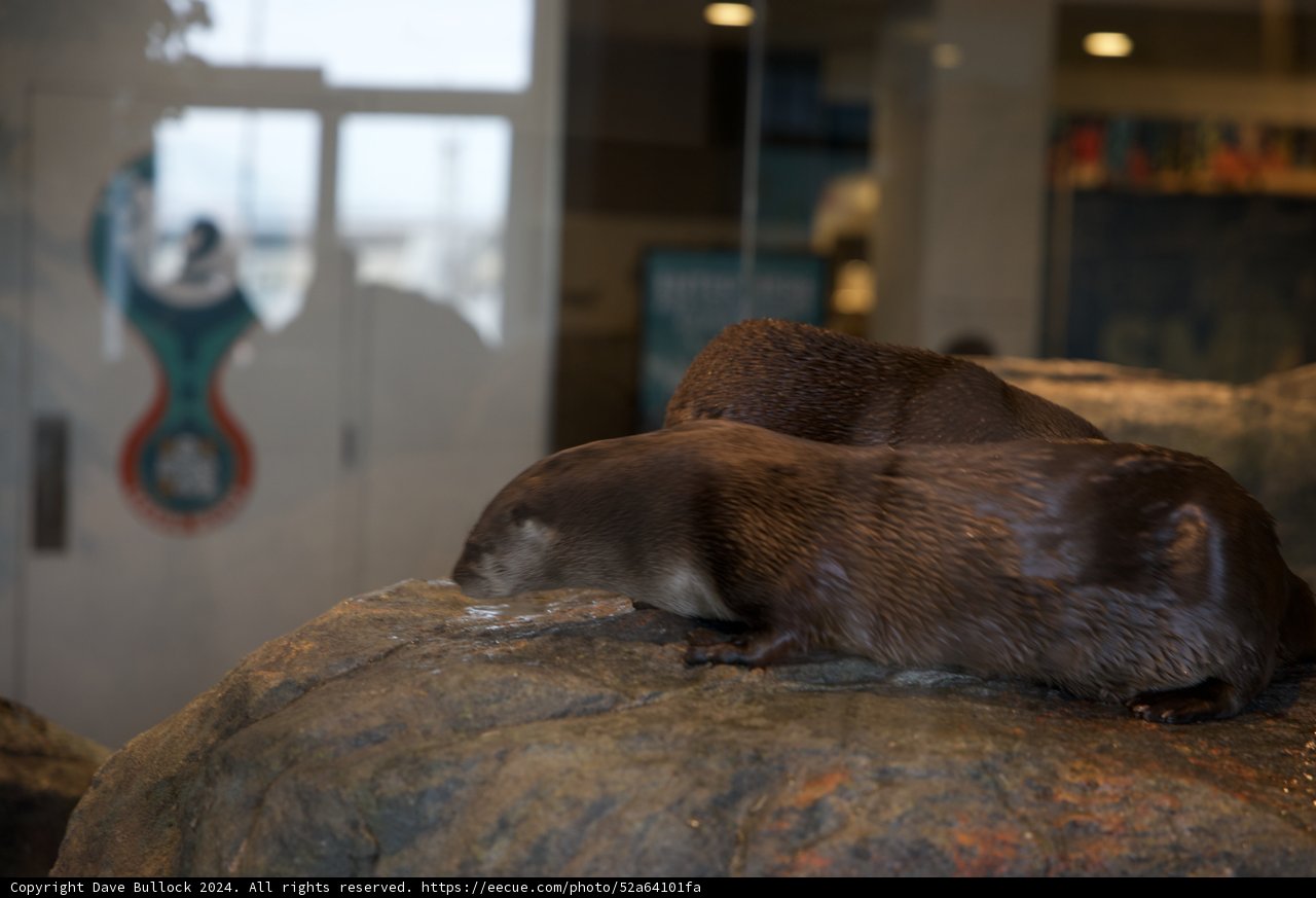 Whiskered Whimsy: Twin Otters At Play