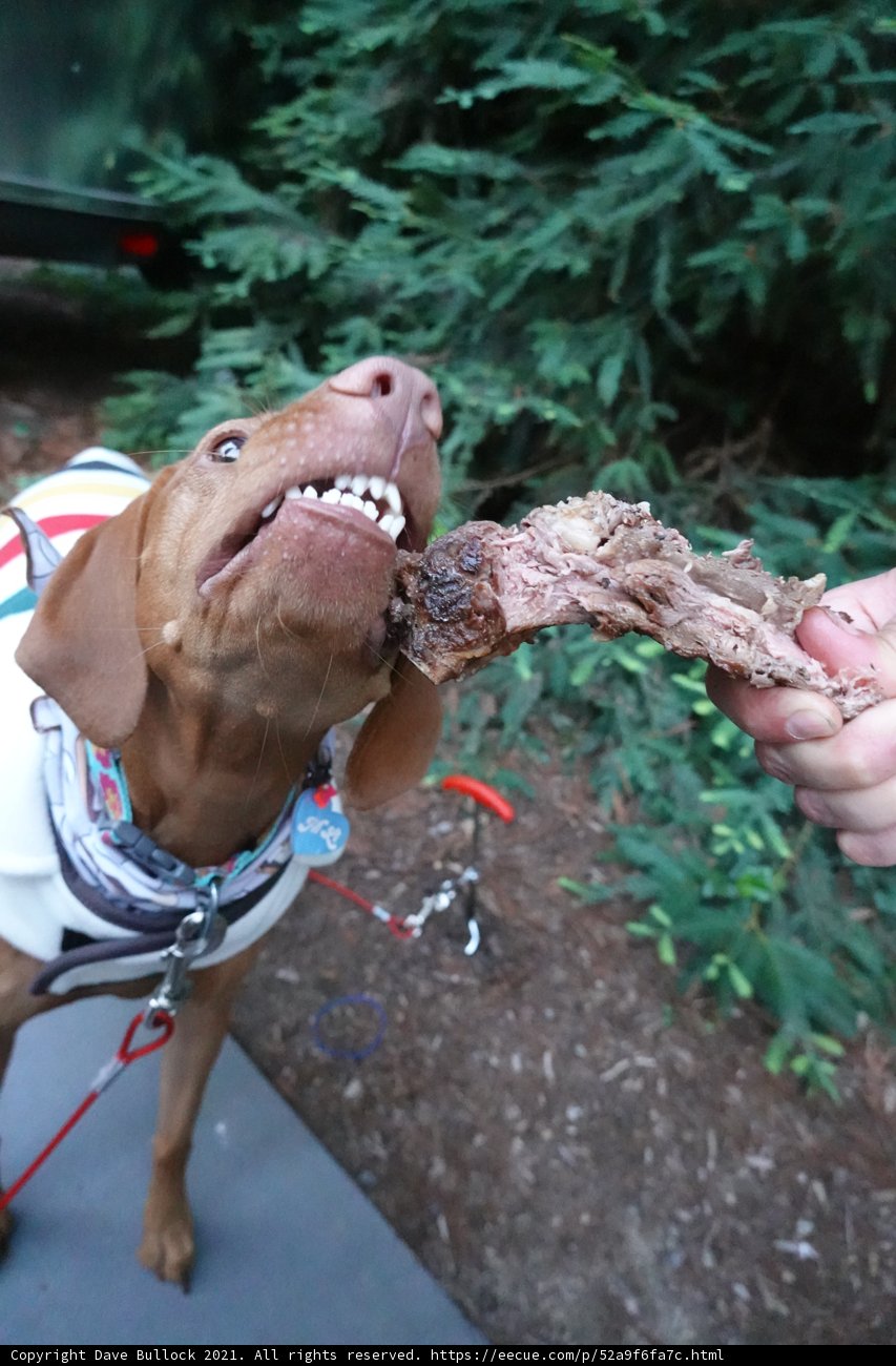 Hungry Pups