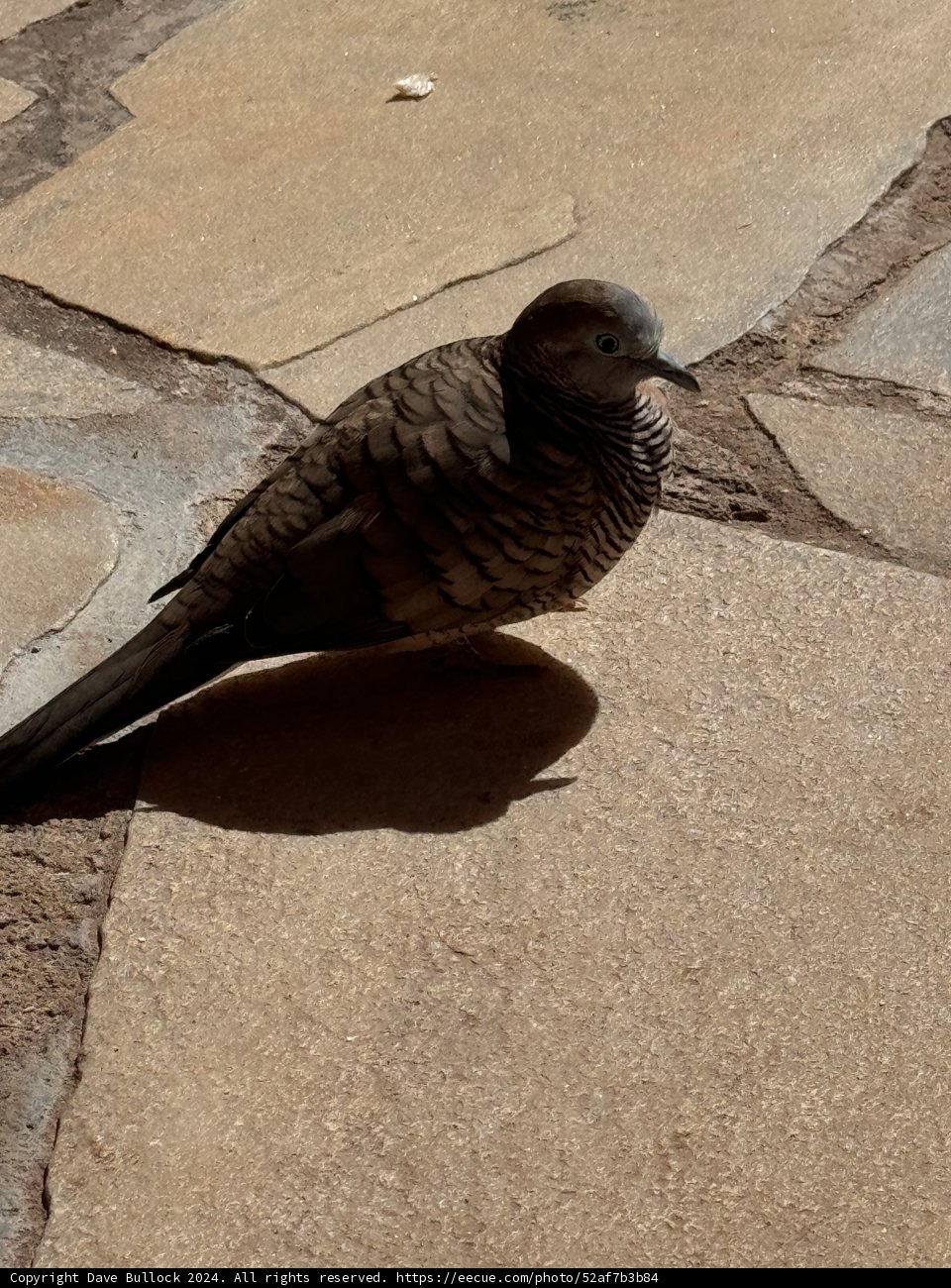 Resort Stroll Companion