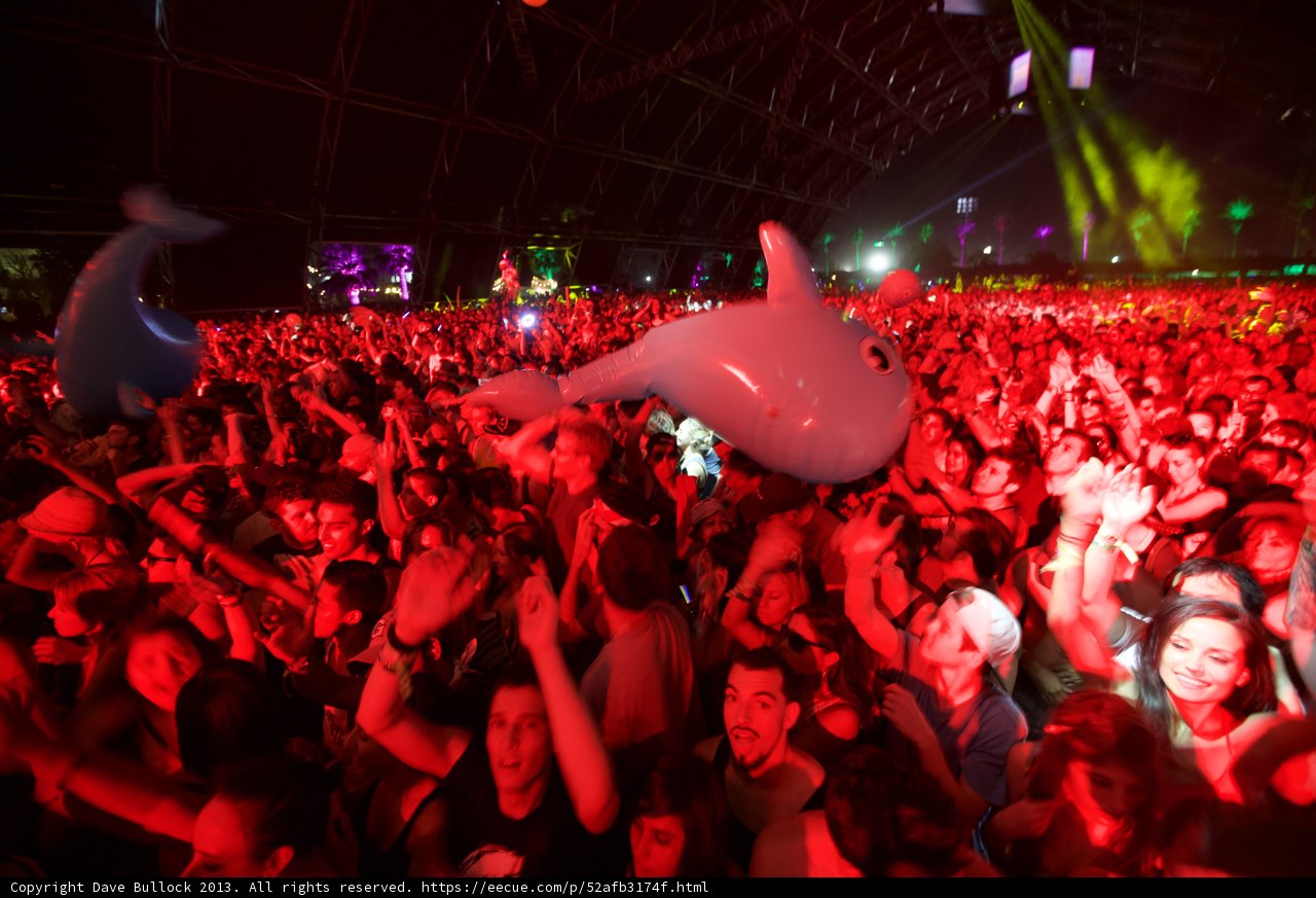 Party with a Dolphin