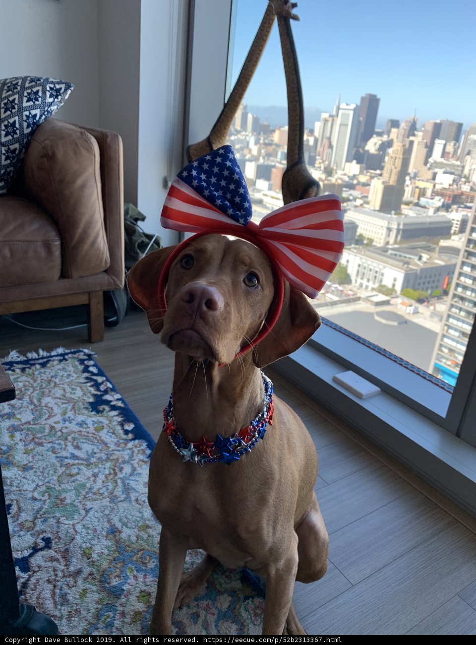 Patriotic Pup in the City
