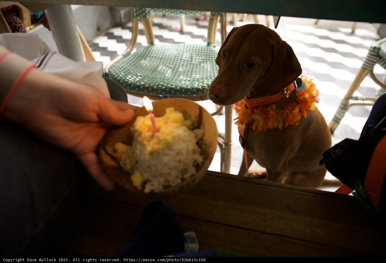 The Birthday Celebrations of Hi-Li, Our Labrador Retriever