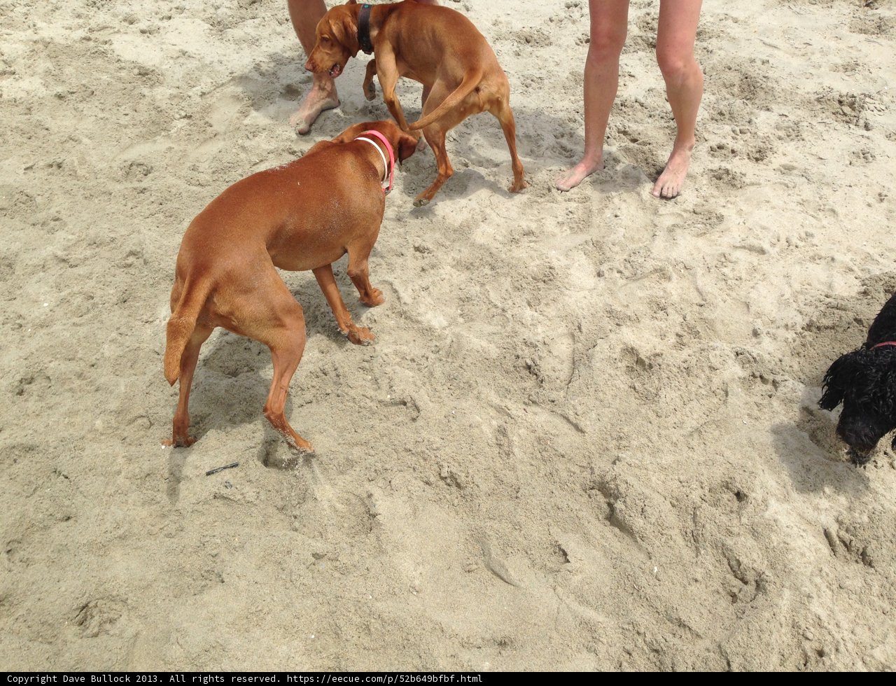 Canine Companions on the Coast