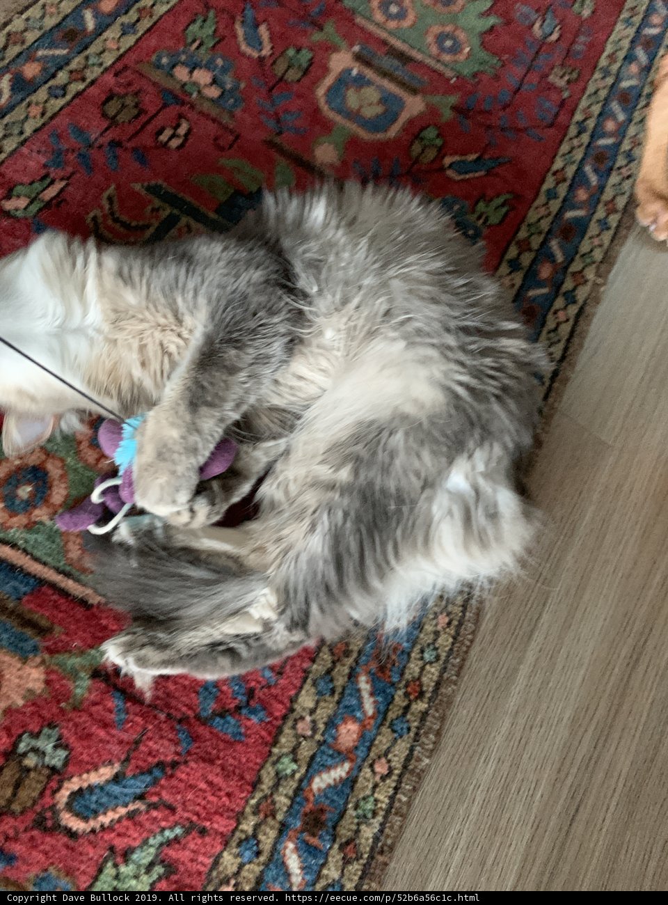 Cozy Home Decor with Feline Accessories