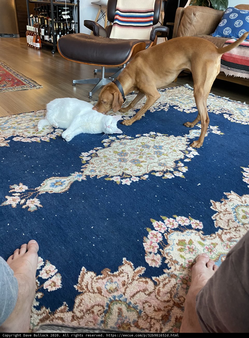 Playful Paws