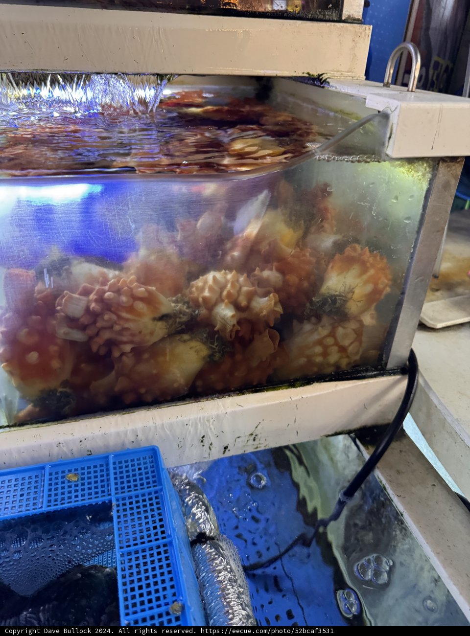 Aquatic Serenity in Seoul