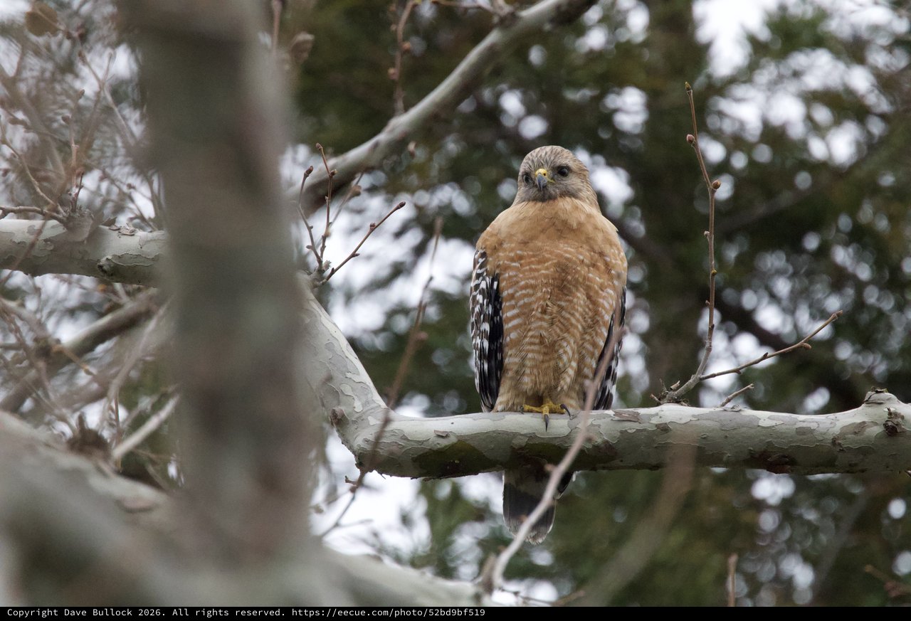 Red-shouldered Hawk Perched in Winter Tree