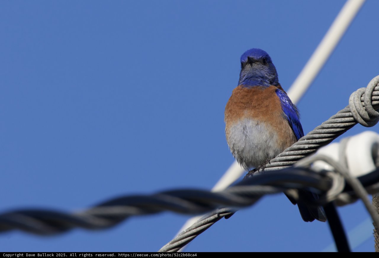 Perched Elegance