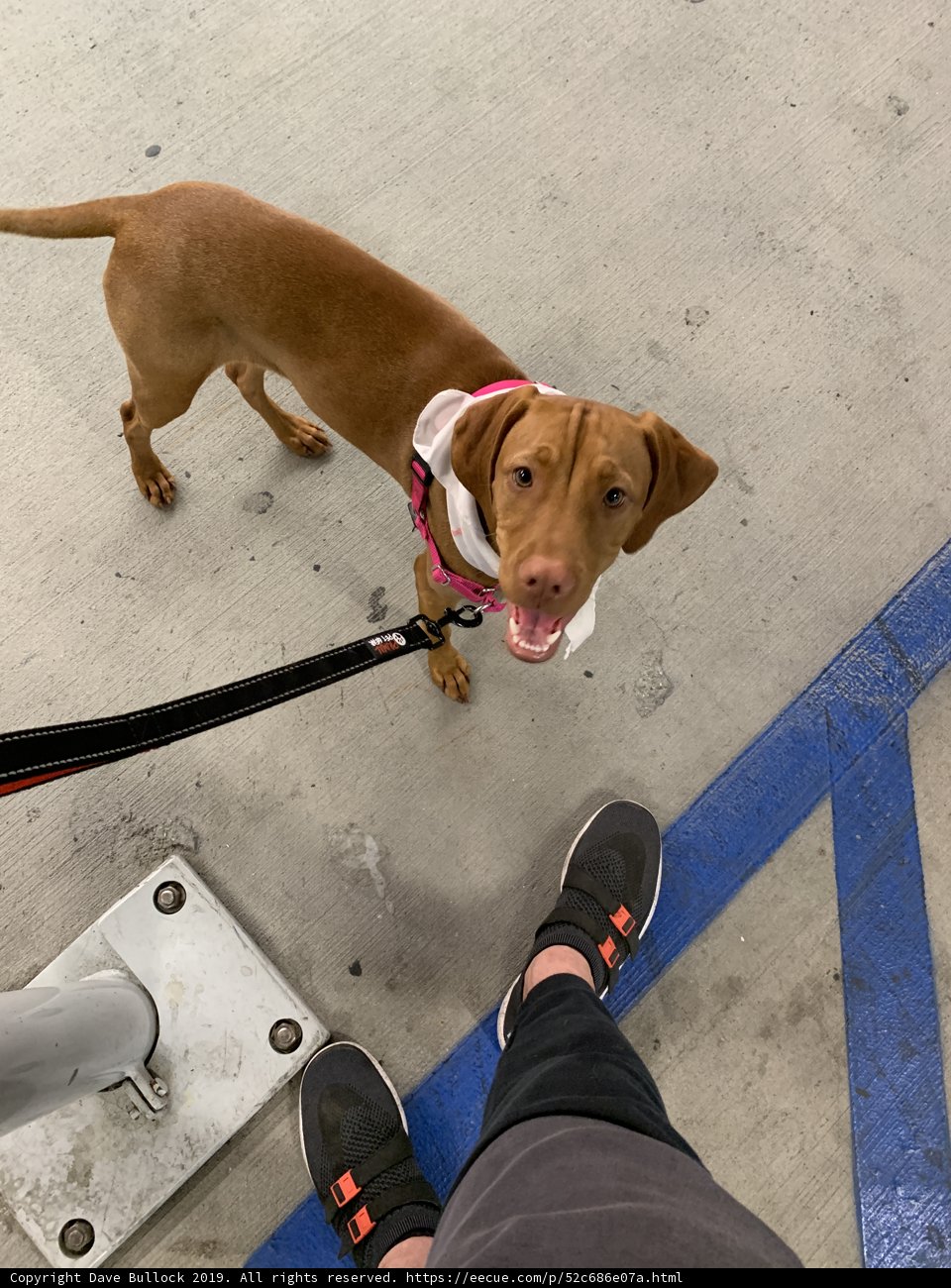 A Brown Dog and Its Owner on a Leash