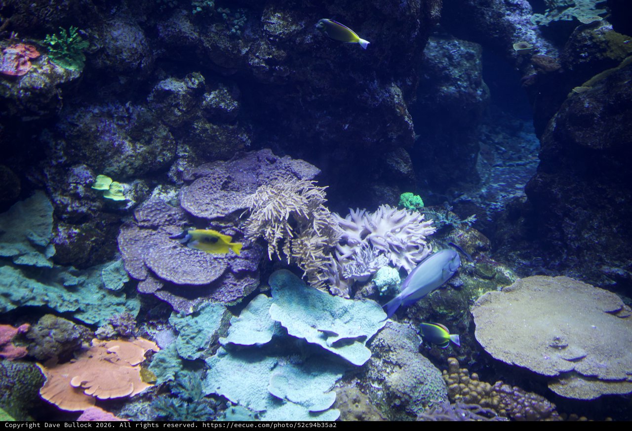 Vibrant Coral Reef Ecosystem with Tropical Fish