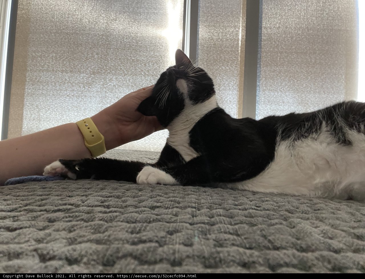 Cat Cuddles