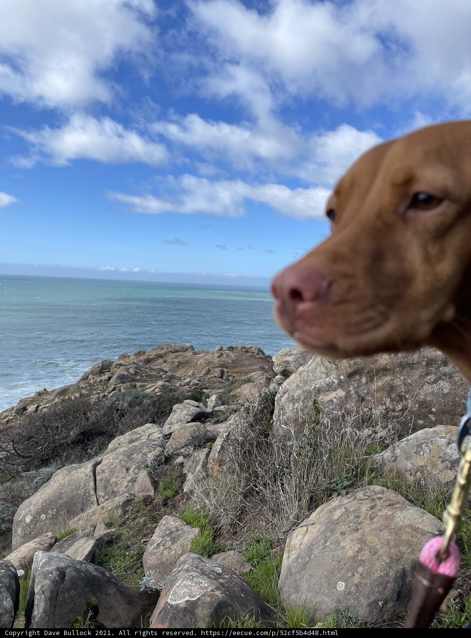 Dog gazing at ocean view
