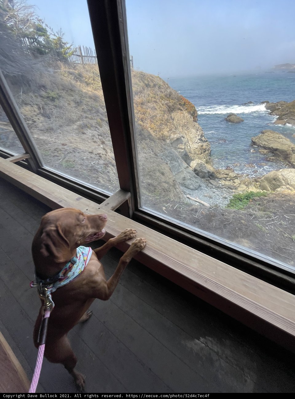Ocean View Pupper