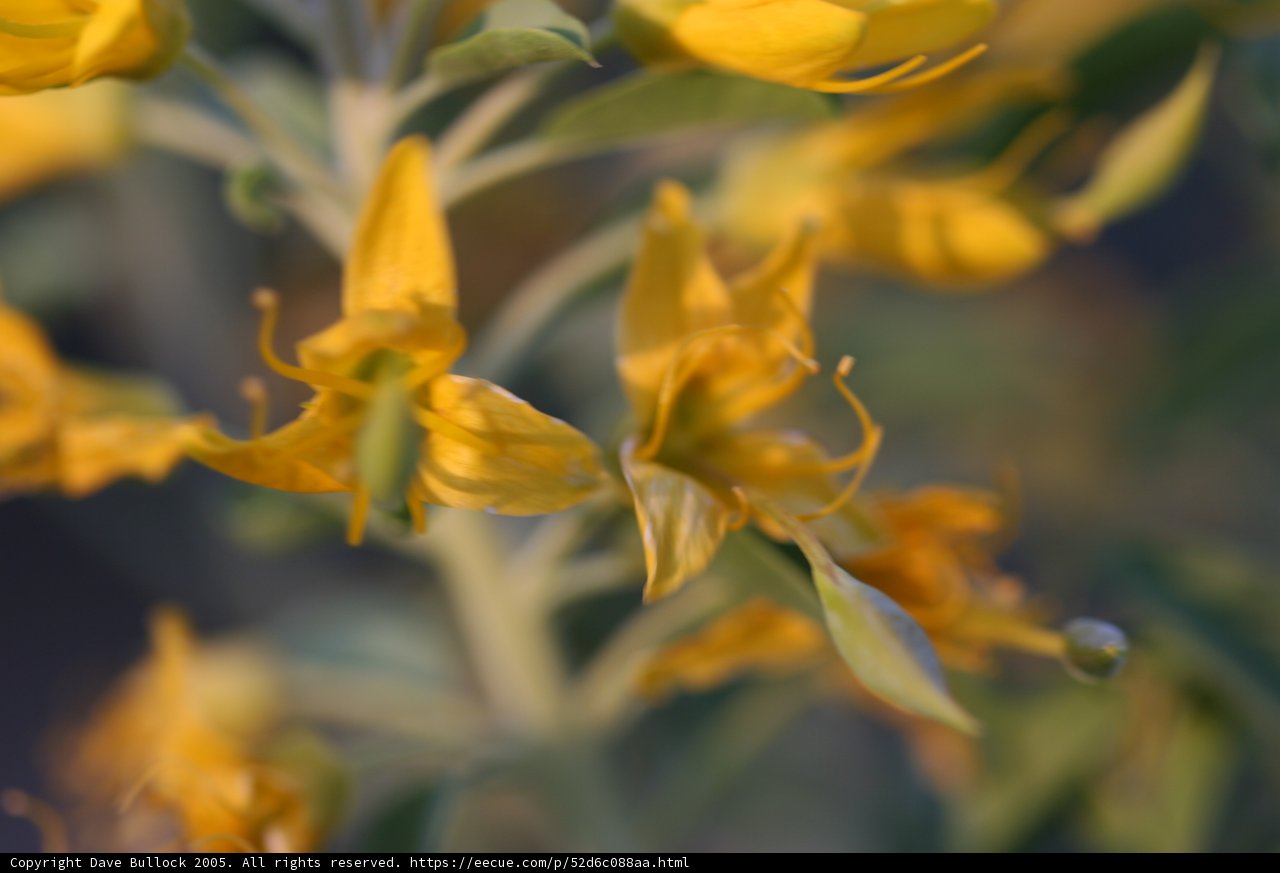 A Field of Dazzling Yellow Flowers