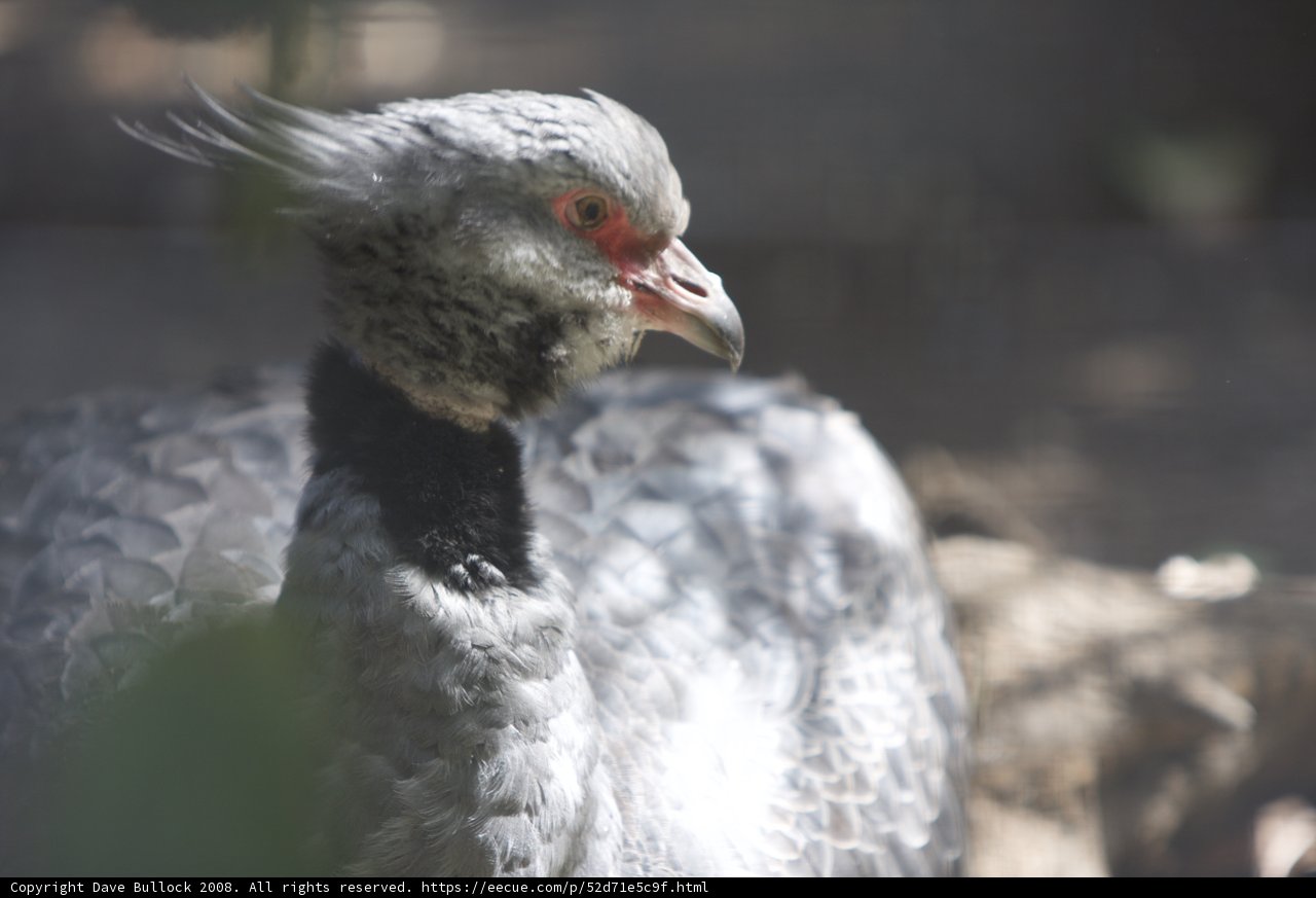 Red-Beaked Raptor
