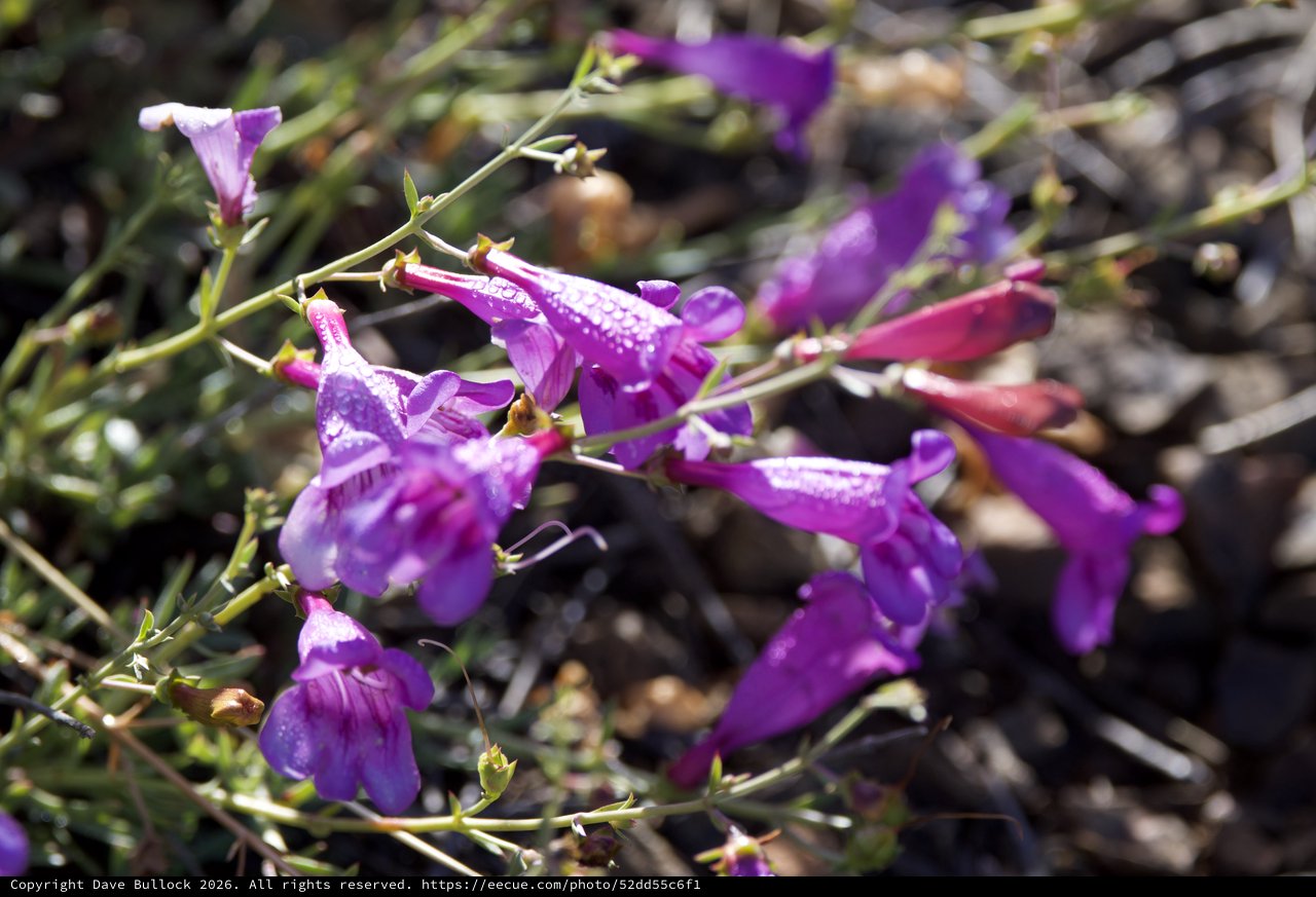 Purple Penstemon Blooms Glistening After Spring Rain