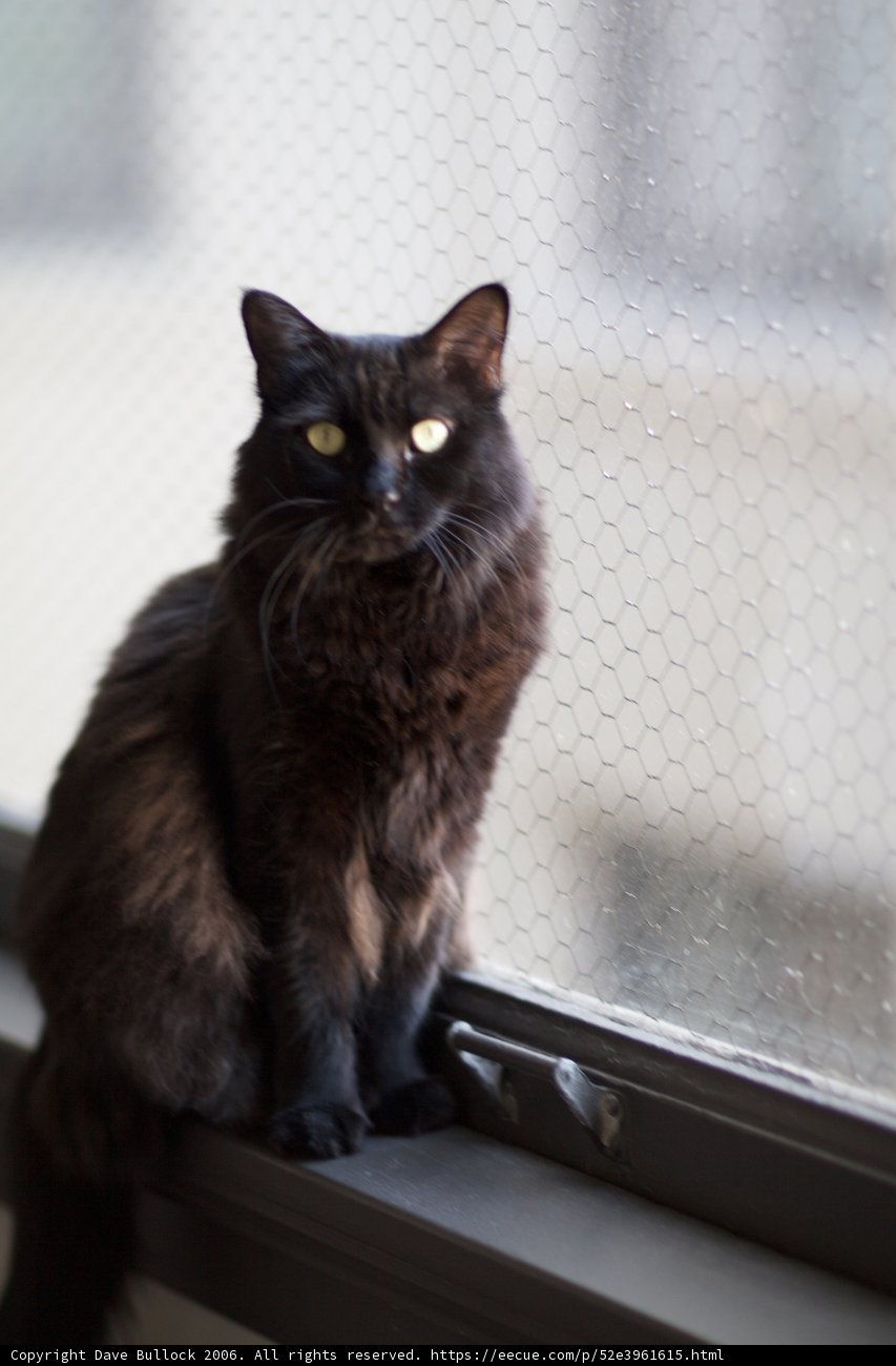 Purrfectly Poised