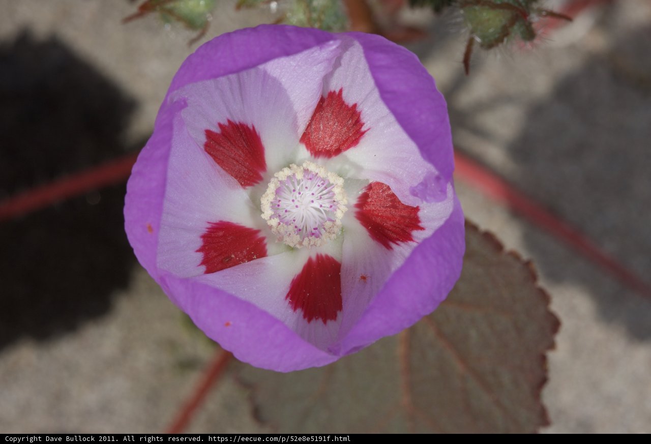 Purple Geranium with Red and White Centers