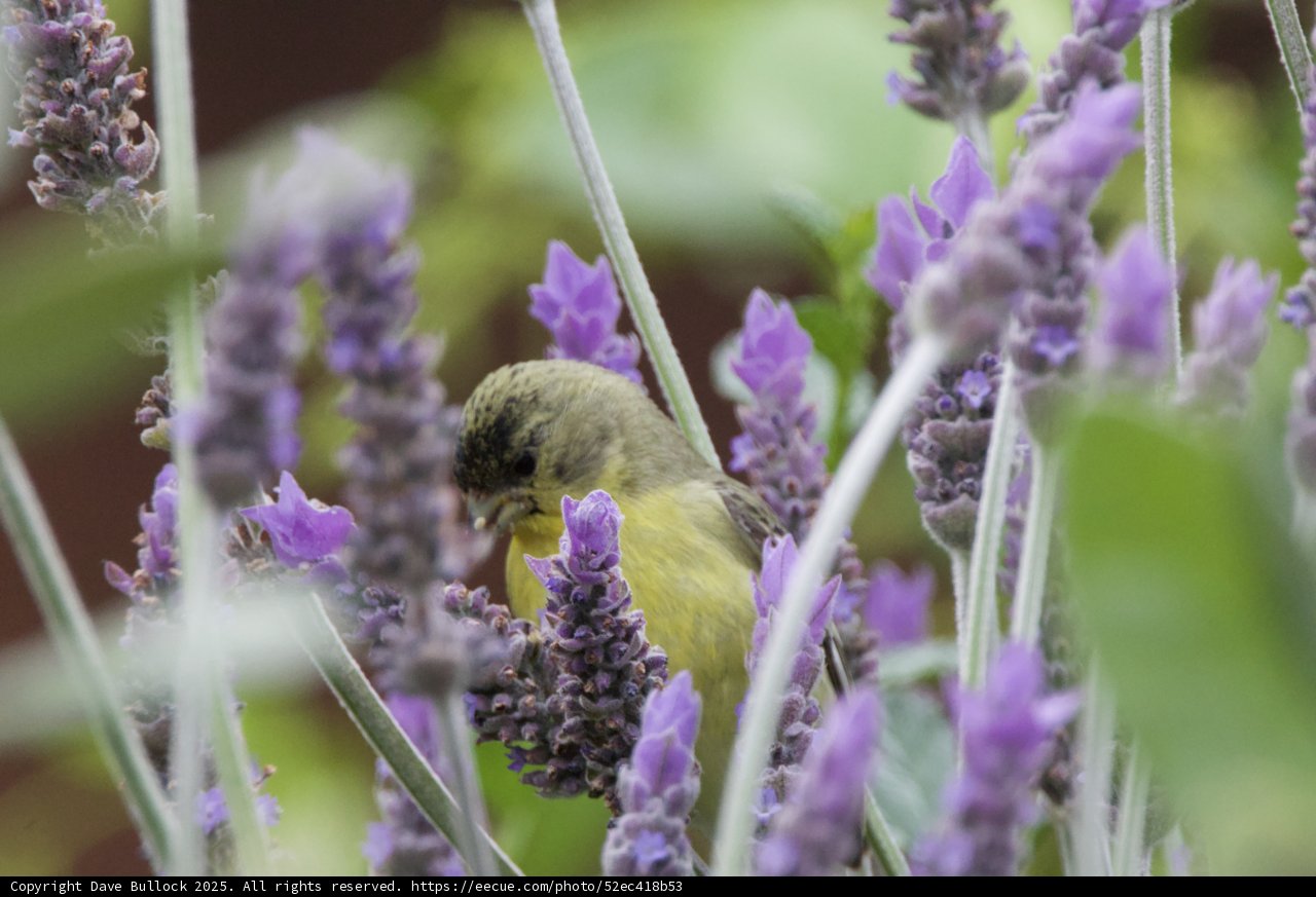 Lavender Sips and Chirps