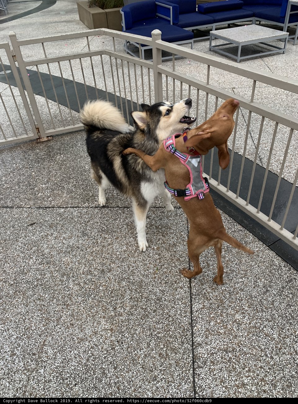 Playful Pups