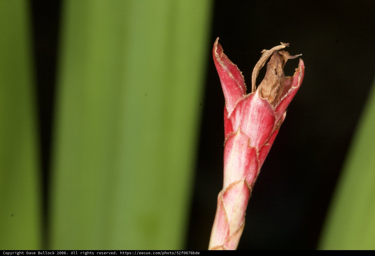A Red Beauty Ready to Bloom