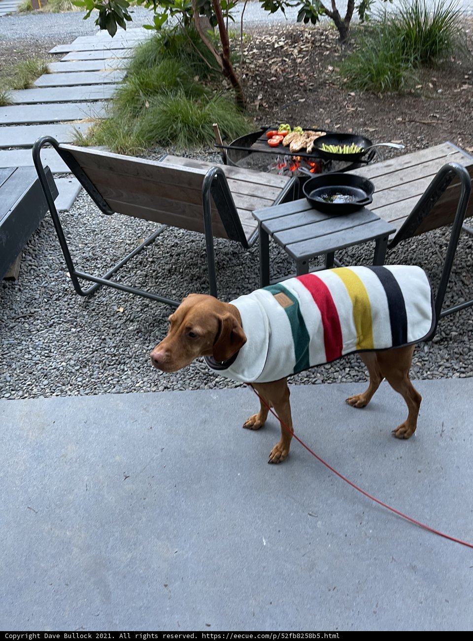Colorful Jacket for a Canine Walk