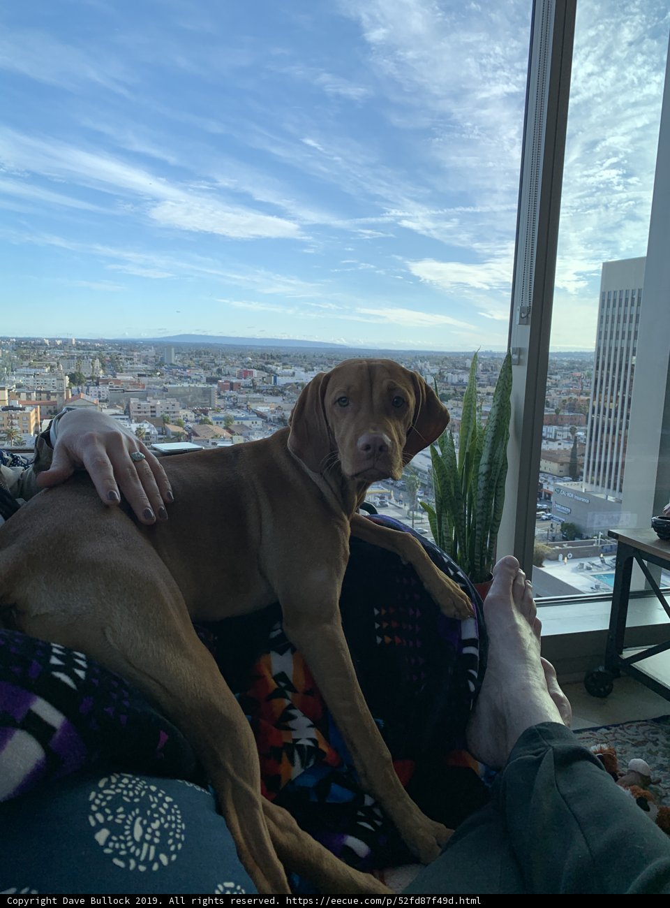 Lap Dog with Building cityscape