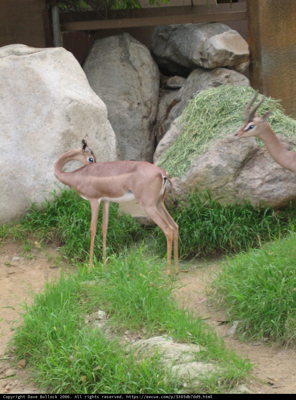 Graceful Gazelles
