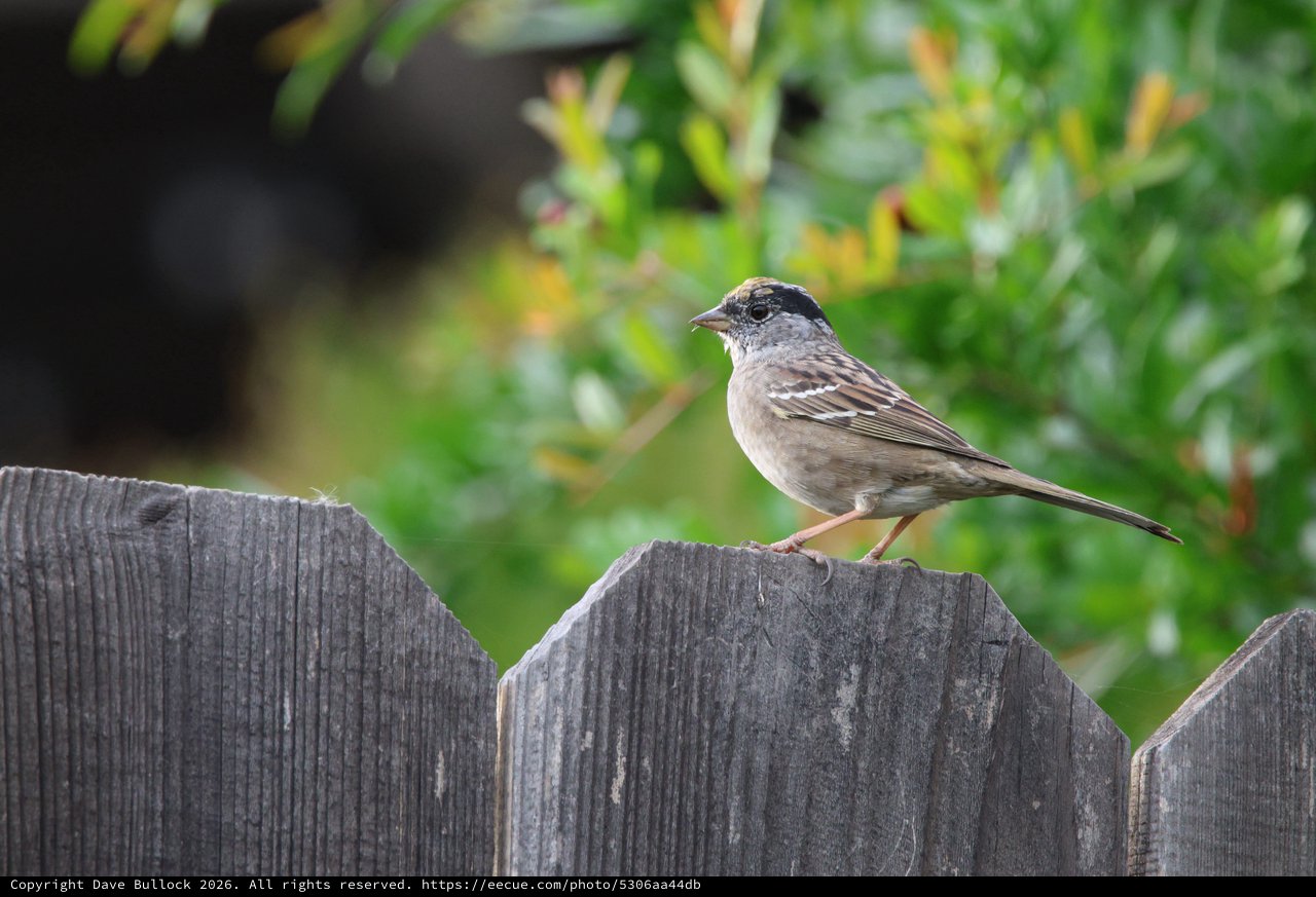 Golden-crowned Sparrow Perched on Weathered Wooden Fence