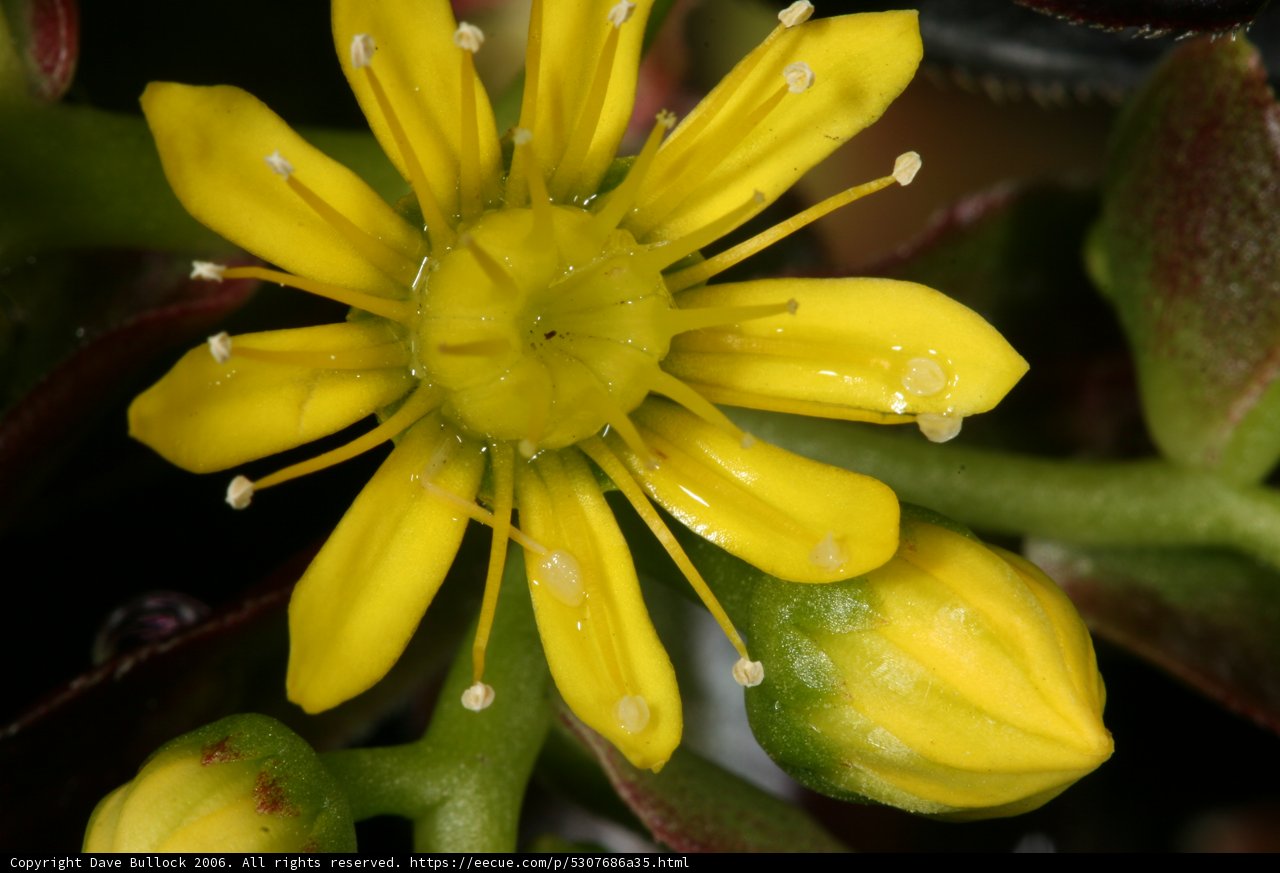 Vibrant Yellow Geranium Flower