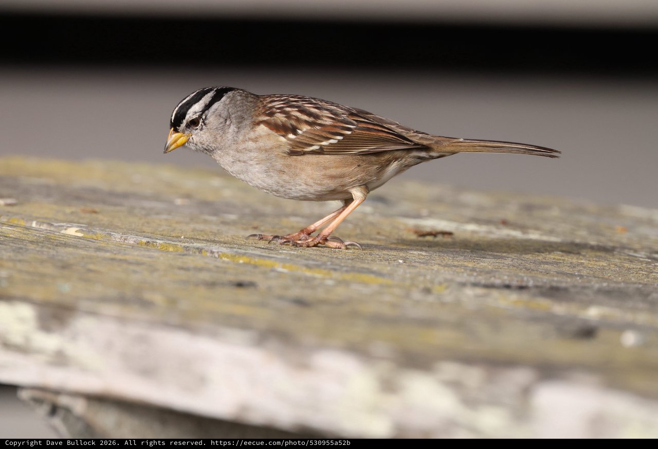 White-Crowned Sparrow Perched on Weathered Wood Planks