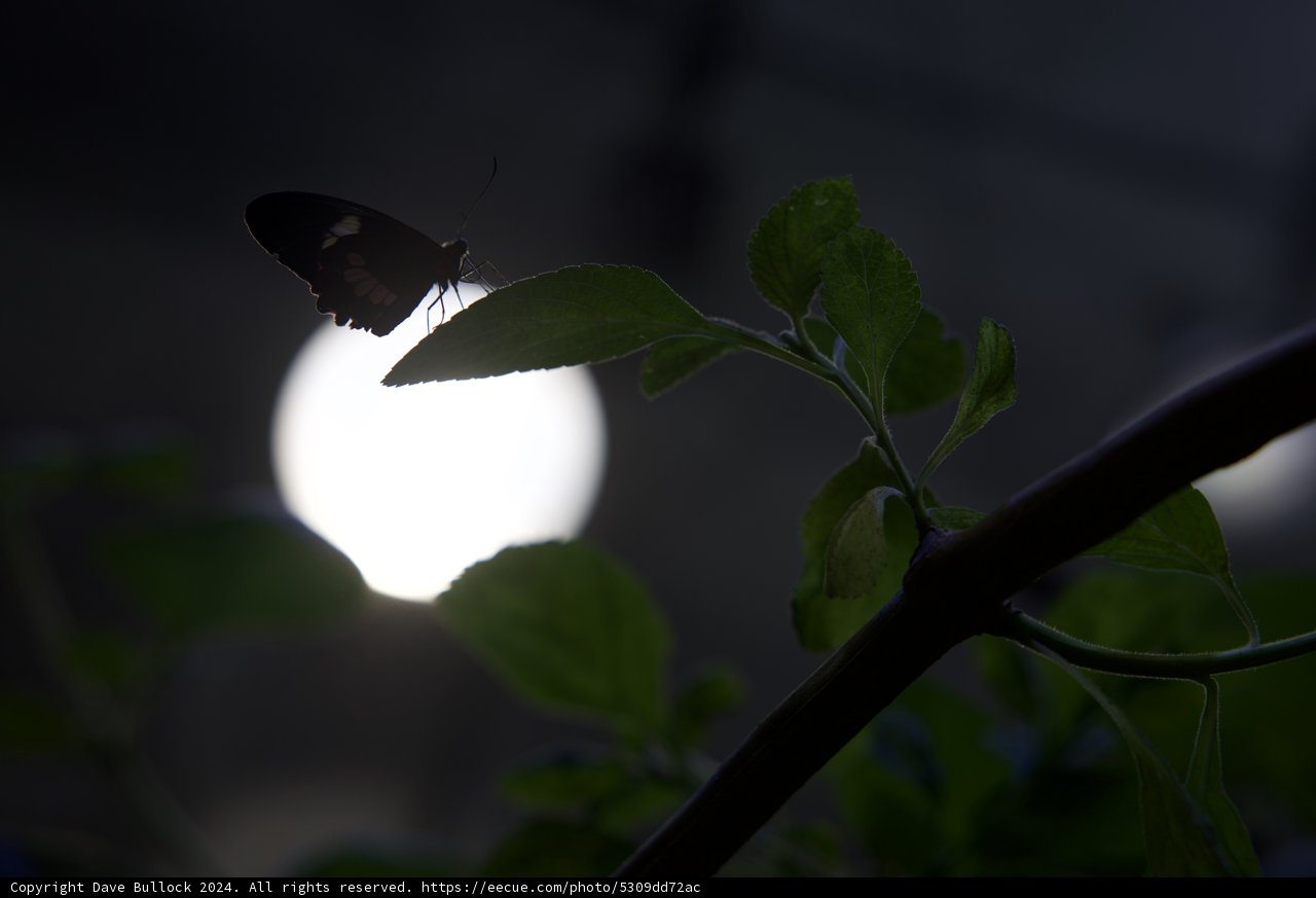 Luminary Encounter: The Night Butterfly