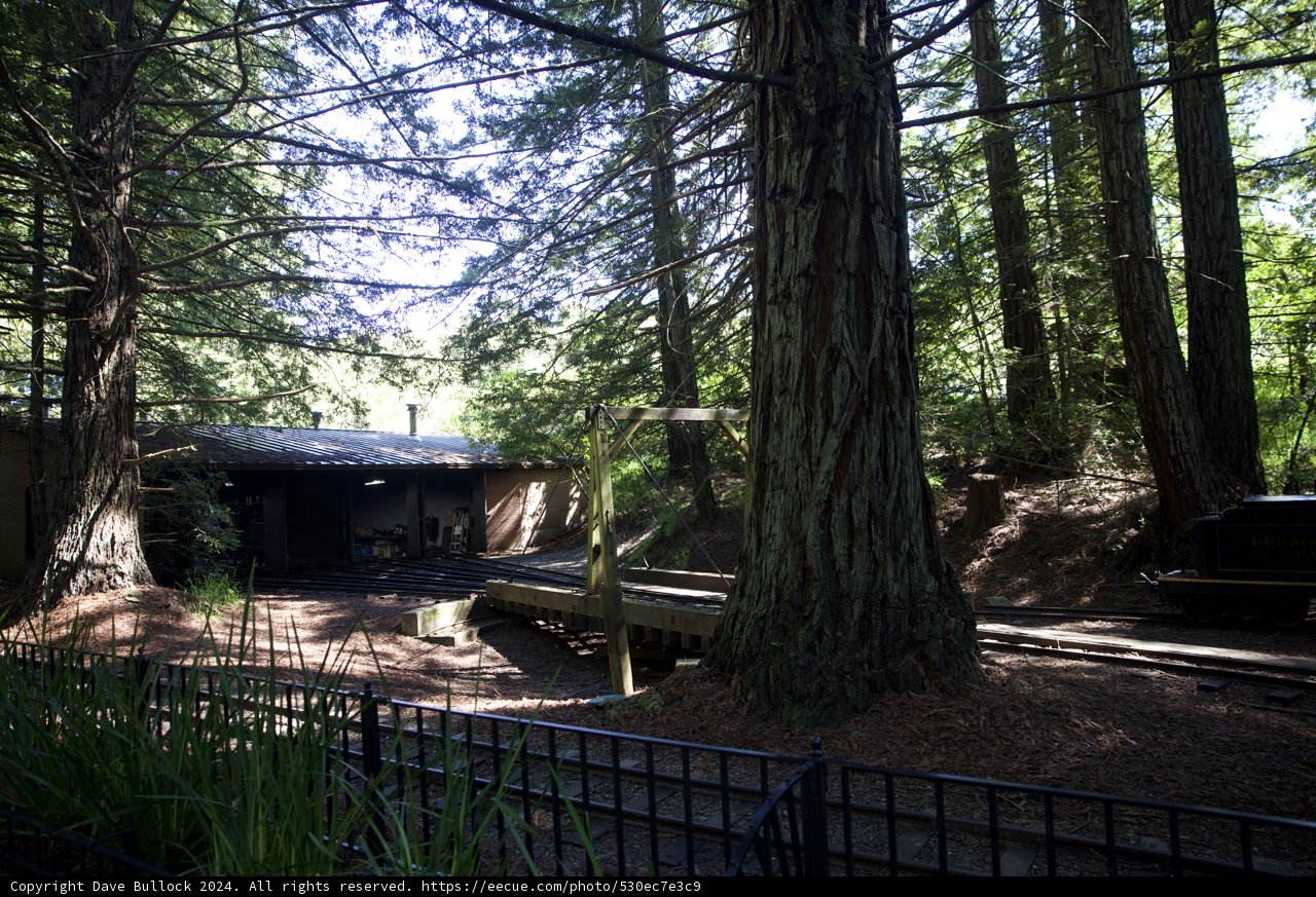 Enchanted Rails: The Tilden Steam Trains Among Towering Redwoods