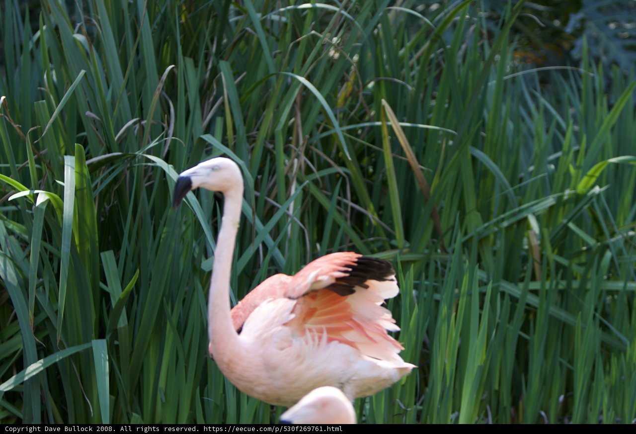Majestic Flamingo