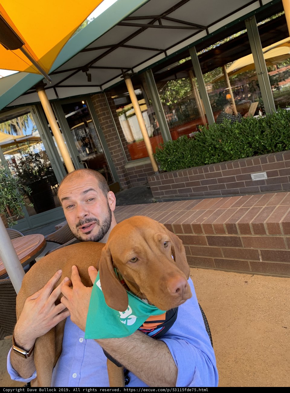 Dining with a Furry Companion