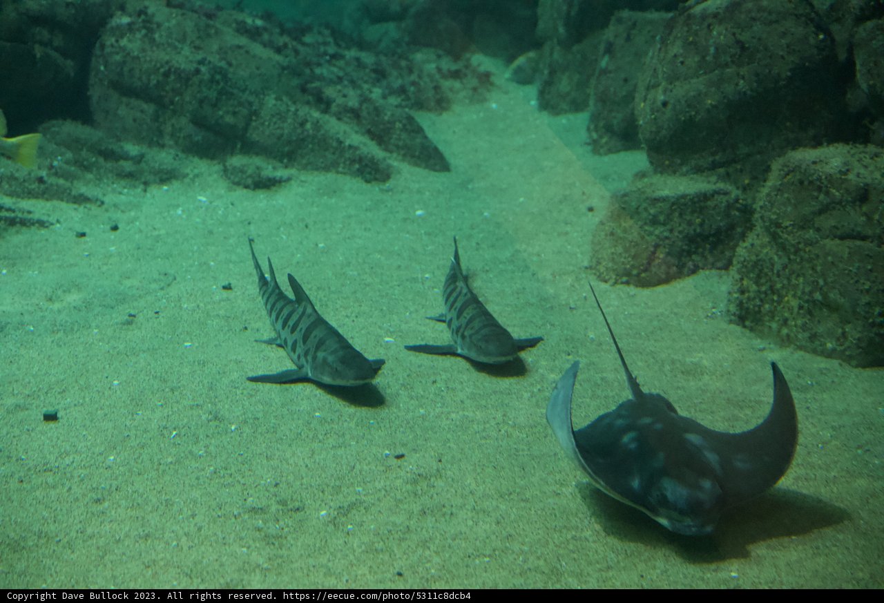 Enigmatic Trio: Stingrays at Monterey Bay