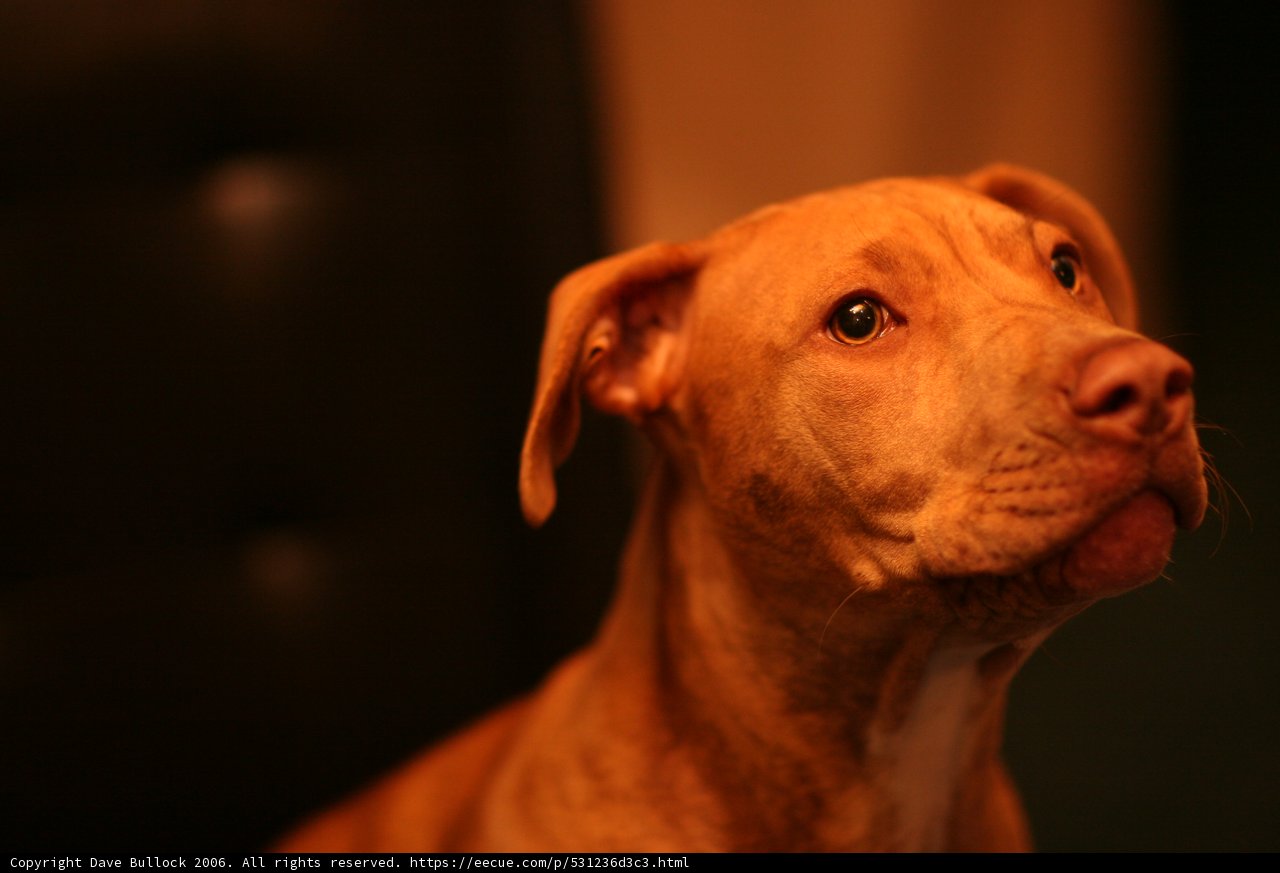 Adorable Canine Poses for the Camera